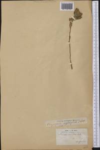 Heterotheca sessiliflora (Nutt.) Shinners, America (AMER) (United States)
