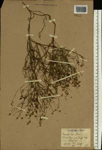 Linaria odora (M. Bieb.) Fisch., Eastern Europe, Rostov Oblast (E12a) (Russia)