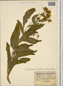 Scorzonera latifolia (Fisch. & C. A. Mey.) DC., Caucasus, Armenia (K5) (Armenia)