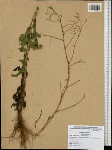 Lactuca serriola L., Eastern Europe, Central region (E4) (Russia)