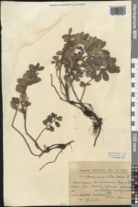Vaccinium vitis-idaea L., Western Europe (EUR) (Bulgaria)