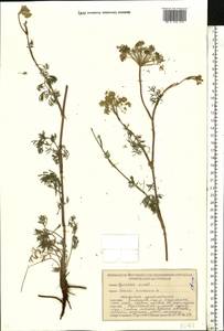 Seseli annuum L., Eastern Europe, Belarus (E3a) (Belarus)