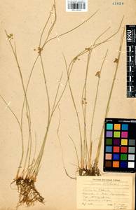 Juncus filiformis L., Siberia, Baikal & Transbaikal region (S4) (Russia)