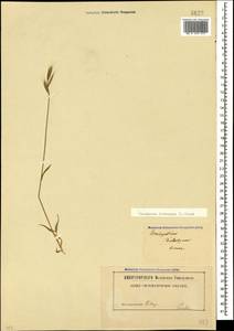Brachypodium distachyon (L.) P.Beauv., Caucasus, Armenia (K5) (Armenia)