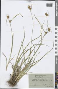 Carex flava L., Eastern Europe, Northern region (E1) (Russia)