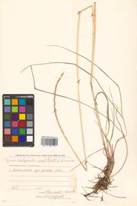 Elymus violaceus (Hornem.) J.Feilberg, Siberia, Chukotka & Kamchatka (S7) (Russia)
