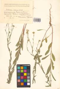 Berteroa incana (L.) DC., Eastern Europe, Lower Volga region (E9) (Russia)