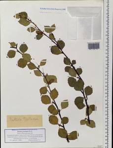 Betula pubescens var. pumila (Zanoni ex Murray) Govaerts, Siberia, Western Siberia (S1) (Russia)