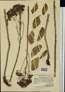 Hylotelephium telephium (L.) H. Ohba, Eastern Europe, Middle Volga region (E8) (Russia)