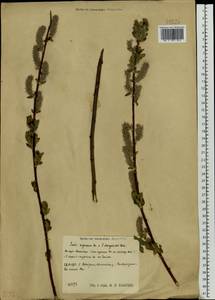 Salix myrsinifolia × dasyclados, Eastern Europe, Central region (E4) (Russia)