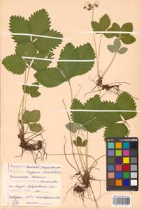 Fragaria orientalis Losinsk., Siberia, Russian Far East (S6) (Russia)