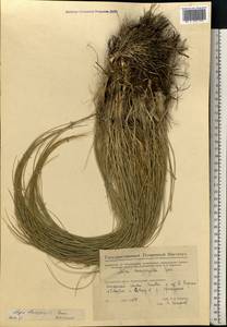 Stipa dasyphylla (Lindem.) Czern. ex Trautv., Eastern Europe, Eastern region (E10) (Russia)