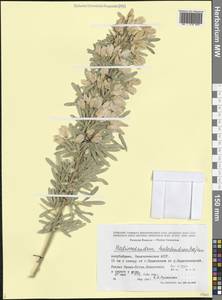 Caragana halodendron (Pall.) Dum.Cours., Caucasus, Azerbaijan (K6) (Azerbaijan)