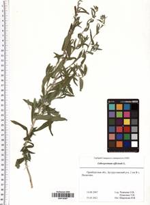 Lithospermum officinale L., Eastern Europe, Eastern region (E10) (Russia)