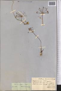 Allium eugenii Vved., Middle Asia, Kopet Dag, Badkhyz, Small & Great Balkhan (M1) (Turkmenistan)
