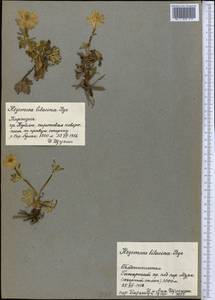 Trollius lilacinus Bunge, Middle Asia, Pamir & Pamiro-Alai (M2) (Kyrgyzstan)