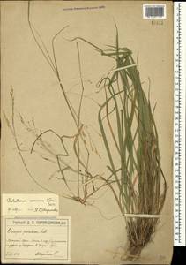 Achnatherum virescens (Trin.) Banfi, Galasso & Bartolucci, Crimea (KRYM) (Russia)