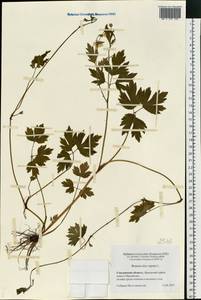 Ranunculus repens L., Eastern Europe, Western region (E3) (Russia)