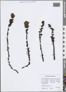 Hypopitys monotropa Crantz, Eastern Europe, Moscow region (E4a) (Russia)