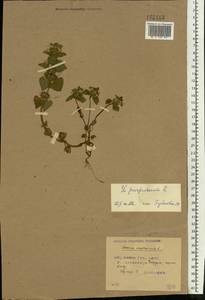 Lamium purpureum L., Eastern Europe, Belarus (E3a) (Belarus)