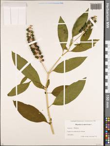 Phytolacca americana L., Caucasus, Krasnodar Krai & Adygea (K1a) (Russia)