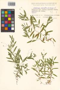 Moehringia lateriflora (L.) Fenzl, Siberia, Russian Far East (S6) (Russia)