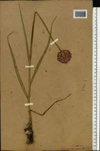 Allium rotundum L., Eastern Europe, Volga-Kama region (E7) (Russia)