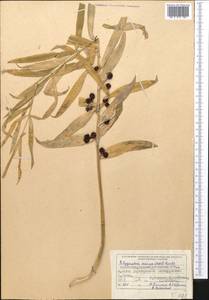 Polygonatum roseum (Ledeb.) Kunth, Middle Asia, Dzungarian Alatau & Tarbagatai (M5) (Kazakhstan)
