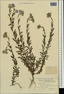 Linum hirsutum L., Crimea (KRYM) (Russia)