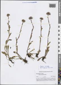 Erigeron eriocalyx (Ledeb.) F. Vierh., Siberia, Altai & Sayany Mountains (S2) (Russia)