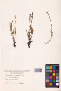 Dianthus chinensis L., Eastern Europe (no precise locality) (E0)