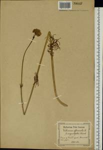 Valeriana officinalis L., Eastern Europe, North Ukrainian region (E11) (Ukraine)