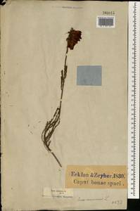 Erica mammosa L., Africa (AFR) (South Africa)