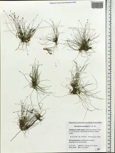 Eleocharis acicularis (L.) Roem. & Schult., Siberia, Baikal & Transbaikal region (S4) (Russia)