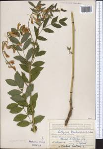 Lathyrus gmelinii (Fisch. ex Ser.) Fritsch, Middle Asia, Northern & Central Tian Shan (M4) (Kyrgyzstan)