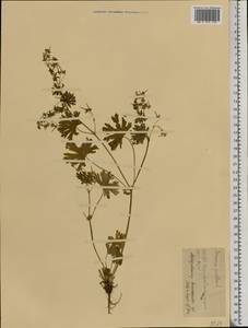 Geranium pusillum L., Eastern Europe, Central region (E4) (Russia)