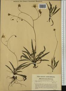 Hieracium calcareum subsp. illyricum (Fr.) Greuter, Western Europe (EUR) (Slovenia)