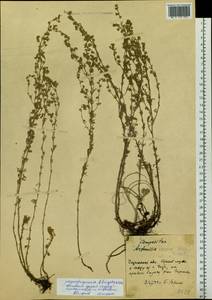 Artemisia frigida Willd., Siberia, Baikal & Transbaikal region (S4) (Russia)