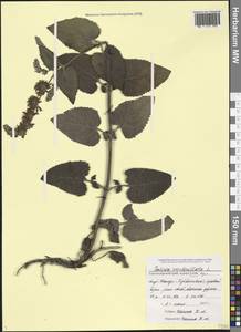 Salvia verticillata L., Caucasus, Black Sea Shore (from Novorossiysk to Adler) (K3) (Russia)