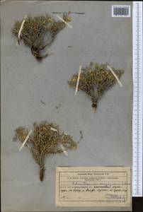 Helianthemum songaricum Schrenk, Middle Asia, Western Tian Shan & Karatau (M3) (Kazakhstan)