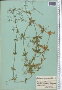 Galium spurium L., Middle Asia, Pamir & Pamiro-Alai (M2) (Tajikistan)
