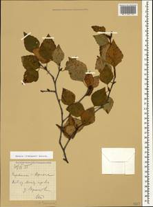 Betula pubescens var. litwinowii (Doluch.) Ashburner & McAll., Caucasus, Armenia (K5) (Armenia)