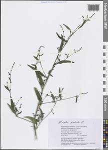 Atriplex patula L., Eastern Europe, Lower Volga region (E9) (Russia)