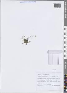 Caryophyllaceae, Western Europe (EUR) (Italy)