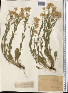 Rhinactinidia limoniifolia (Less.) Novopokr. ex Botsch., Middle Asia, Dzungarian Alatau & Tarbagatai (M5) (Kazakhstan)