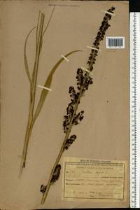 Veratrum nigrum L., Eastern Europe, Central region (E4) (Russia)