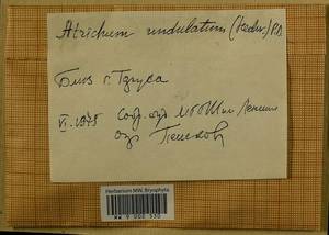 Atrichum undulatum (Hedw.) P. Beauv., Bryophytes, Bryophytes - Middle Russia (B6) (Russia)