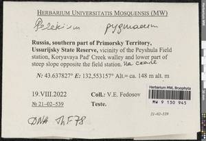 Pelekium pygmaeum (Schimp.) Touw, Bryophytes, Bryophytes - Russian Far East (excl. Chukotka & Kamchatka) (B20) (Russia)