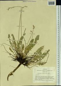 Oxytropis campanulata Vassilcz., Siberia, Altai & Sayany Mountains (S2) (Russia)