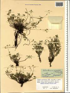 Helianthemum orientale (Grosser) Juz. & Pozdeeva, Caucasus, North Ossetia, Ingushetia & Chechnya (K1c) (Russia)